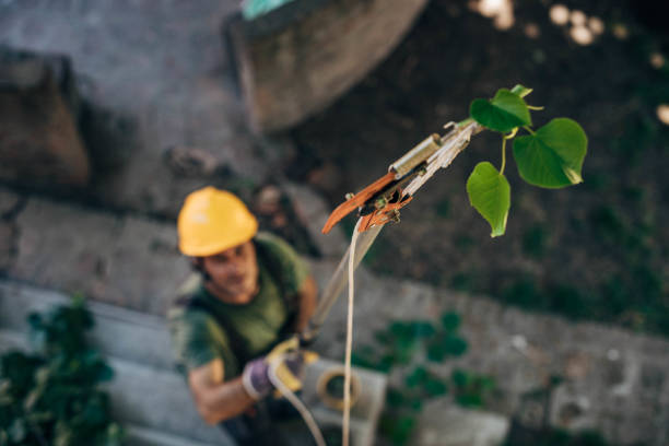 The Steps Involved in Our Tree Care Process in South Rosemary, NC